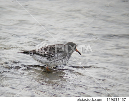 Purple Sandpiper, Calidris maritima, in water 139855467