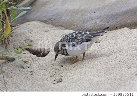 Ruddy Turnstone, Arenaria interpres, close view Ruddy Turnstone, Arenaria interpres, close view 139855511