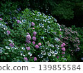 hydrangea   139855584