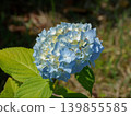 hydrangea   139855585