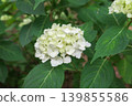 hydrangea   139855586