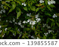 hydrangea   139855587
