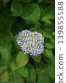hydrangea   139855588