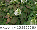 hydrangea   139855589
