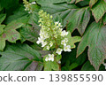hydrangea   139855590
