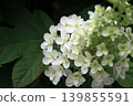 hydrangea   139855591