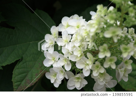 hydrangea hydrangea 139855591