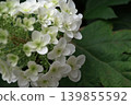 hydrangea   139855592