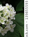 hydrangea   139855593