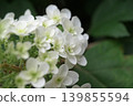 hydrangea   139855594
