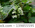hydrangea   139855595