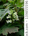 hydrangea   139855596