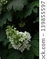hydrangea   139855597
