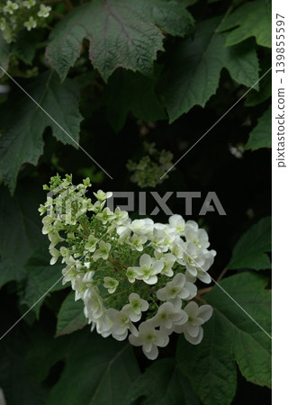 hydrangea hydrangea 139855597