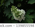 hydrangea   139855598