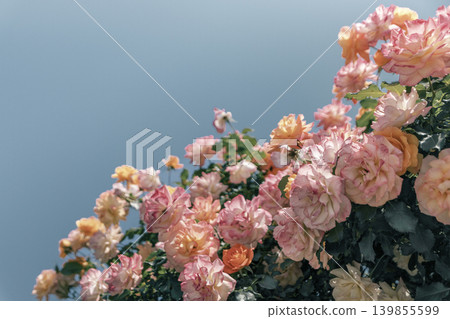 A spring garden scene with a blue sky and softly blooming pink roses. 139855599