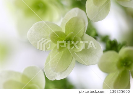 Kashiwaba hydrangea 139855600