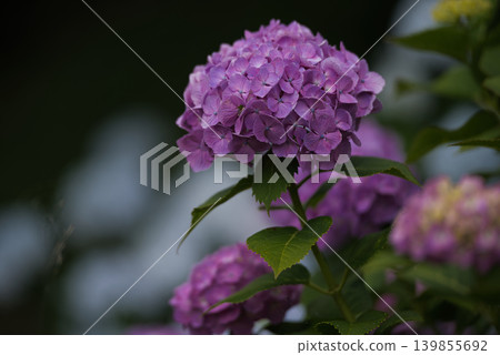 hydrangea hydrangea 139855692