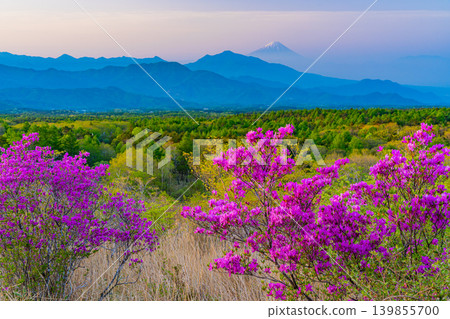 (Yamanashi Prefecture) Mount Fuji can be seen in the distance from the beautiful forest of Kiyosato, where Japanese azaleas are in bloom, in the early morning. (Yamanashi Prefecture) Mount Fuji can be seen in the distance from the beautiful forest of Kiyosato, where Japanese azaleas are in bloom, in the early morning. 139855700
