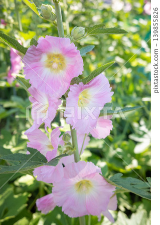 蜀葵在初夏盛開 蜀葵在初夏盛開 139855826