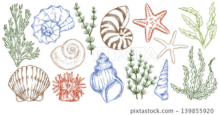 Underwater world. Set of illustrations of shells and seaweed. Vector illustration in sketch style. 139855920