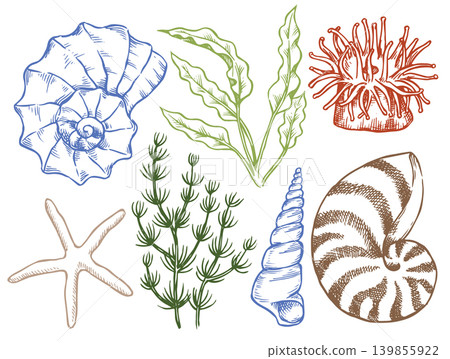 Underwater world. Set of illustrations of shells and seaweed. Vector illustration in sketch style. 139855922