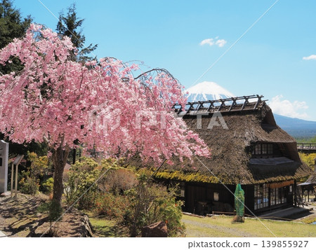 Yamanashi Prefecture, Healing Village Nenba, where weeping cherry blossoms bloom, April Yamanashi Prefecture, Healing Village Nenba, where weeping cherry blossoms bloom, April 139855927