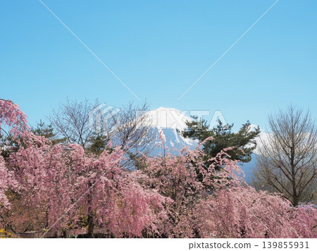 Yamanashi Prefecture: Cherry blossoms in full bloom against a clear spring sky, with snow-capped Mount Fuji in April. Yamanashi Prefecture: Cherry blossoms in full bloom against a clear spring sky, with snow-capped Mount Fuji in April. 139855931