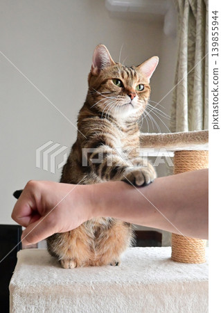 Cat greeting with a high five Cat greeting with a high five 139855944