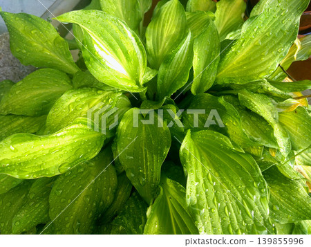 The vibrant hosta leaves glisten with raindrops after the rain. The vibrant hosta leaves glisten with raindrops after the rain. 139855996