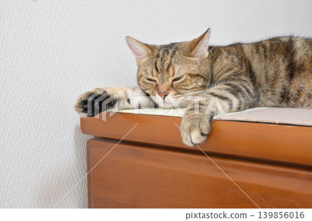 Relaxed expression of a napping cat Relaxed expression of a napping cat 139856016