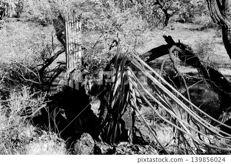 Old Saguaro Cactus Sonora desert Arizona in Black and White 139856024