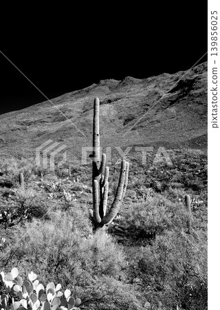 Old Saguaro Cactus Sonora desert Arizona in Black and White 139856025