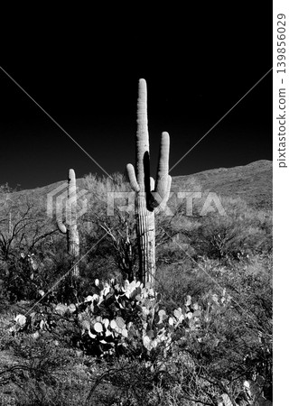 Old Saguaro Cactus Sonora desert Arizona in Black and White 139856029
