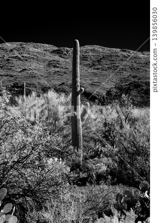 Old Saguaro Cactus Sonora desert Arizona in Black and White 139856030