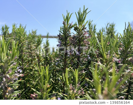 Fragrant rosemary blooms on a sunny day Fragrant rosemary blooms on a sunny day 139856164