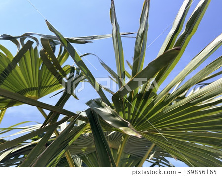 the lush green fronds of a palm tree stretching toward a clear, vibrant blue sky. the lush green fronds of a palm tree stretching toward a clear, vibrant blue sky. 139856165
