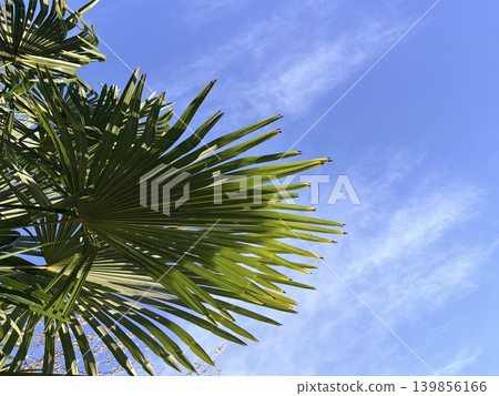 A lush green palm fronds reaching towards a bright blue sky. Natural summer banner 139856166