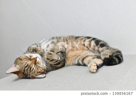 Relaxed expression of a napping cat 139856167