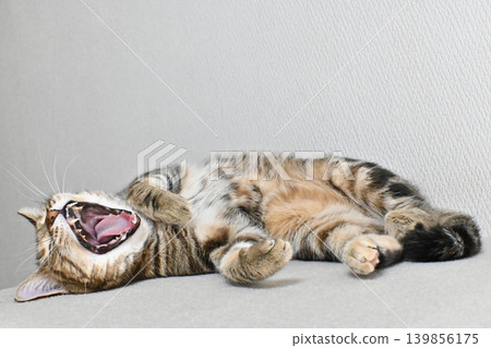 Relaxed expression of a napping cat Relaxed expression of a napping cat 139856175