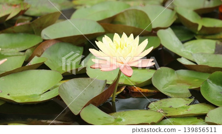 Water lily flowers Water lily flowers 139856511
