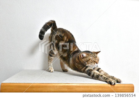 A cat stretching in a pose; American Shorthair, Brown Patched Tabby 139856554