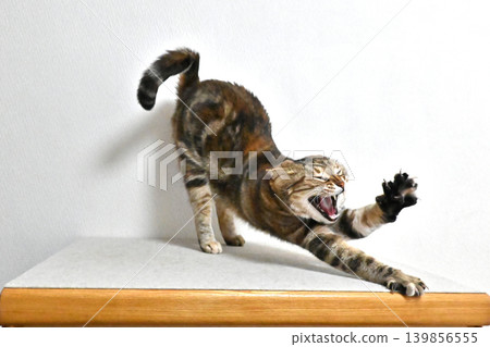 A cat stretching in a pose; American Shorthair, Brown Patched Tabby 139856555