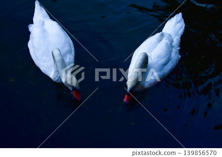 Close-up of white swan swimming in the water. White swan in the lake, river. Beautiful nature scene and wild animals scene. Animals concept. Close-up of white swan swimming in the water. White swan in the lake, river. Beautiful nature scene and wild animals scene. Animals concept. 139856570