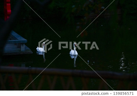 Close-up of white swan swimming in the water. White swan in the lake, river. Beautiful nature scene and wild animals scene. Animals concept. Close-up of white swan swimming in the water. White swan in the lake, river. Beautiful nature scene and wild animals scene. Animals concept. 139856571