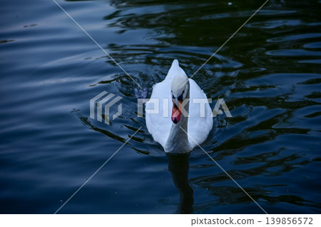 Close-up of white swan swimming in the water. White swan in the lake, river. Beautiful nature scene and wild animals scene. Animals concept. Close-up of white swan swimming in the water. White swan in the lake, river. Beautiful nature scene and wild animals scene. Animals concept. 139856572