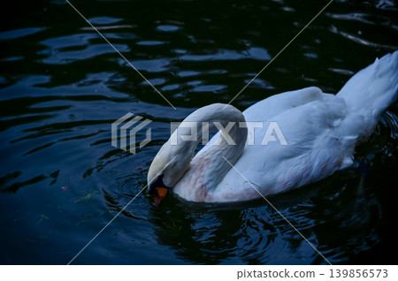 Close-up of white swan swimming in the water. White swan in the lake, river. Beautiful nature scene and wild animals scene. Animals concept. 139856573