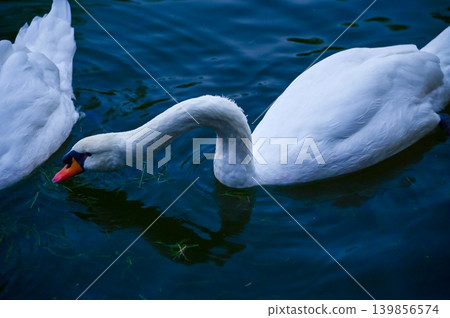 Close-up of white swan swimming in the water. White swan in the lake, river. Beautiful nature scene and wild animals scene. Animals concept. 139856574