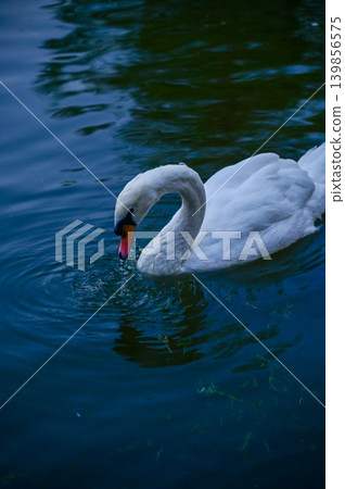 Close-up of white swan swimming in the water. White swan in the lake, river. Beautiful nature scene and wild animals scene. Animals concept. 139856575