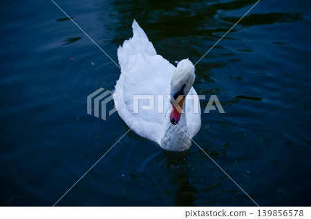 Close-up of white swan swimming in the water. White swan in the lake, river. Beautiful nature scene and wild animals scene. Animals concept. Close-up of white swan swimming in the water. White swan in the lake, river. Beautiful nature scene and wild animals scene. Animals concept. 139856578